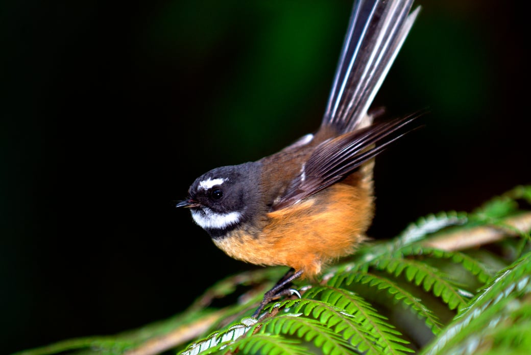 New Zealand fantail