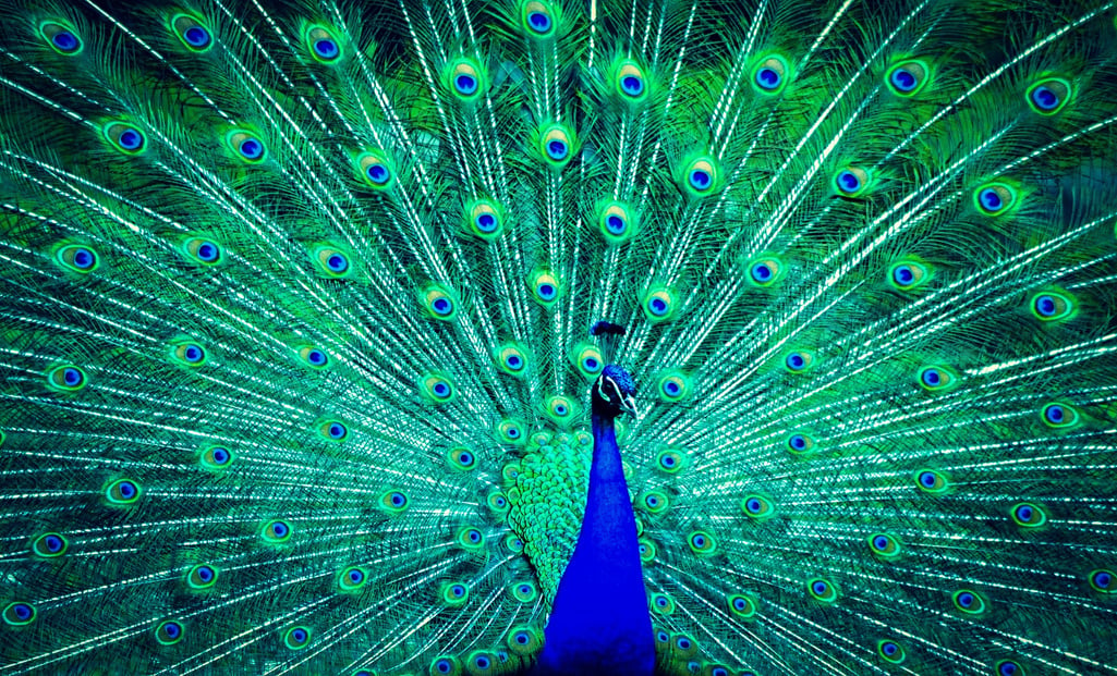 A Majestic Peacock