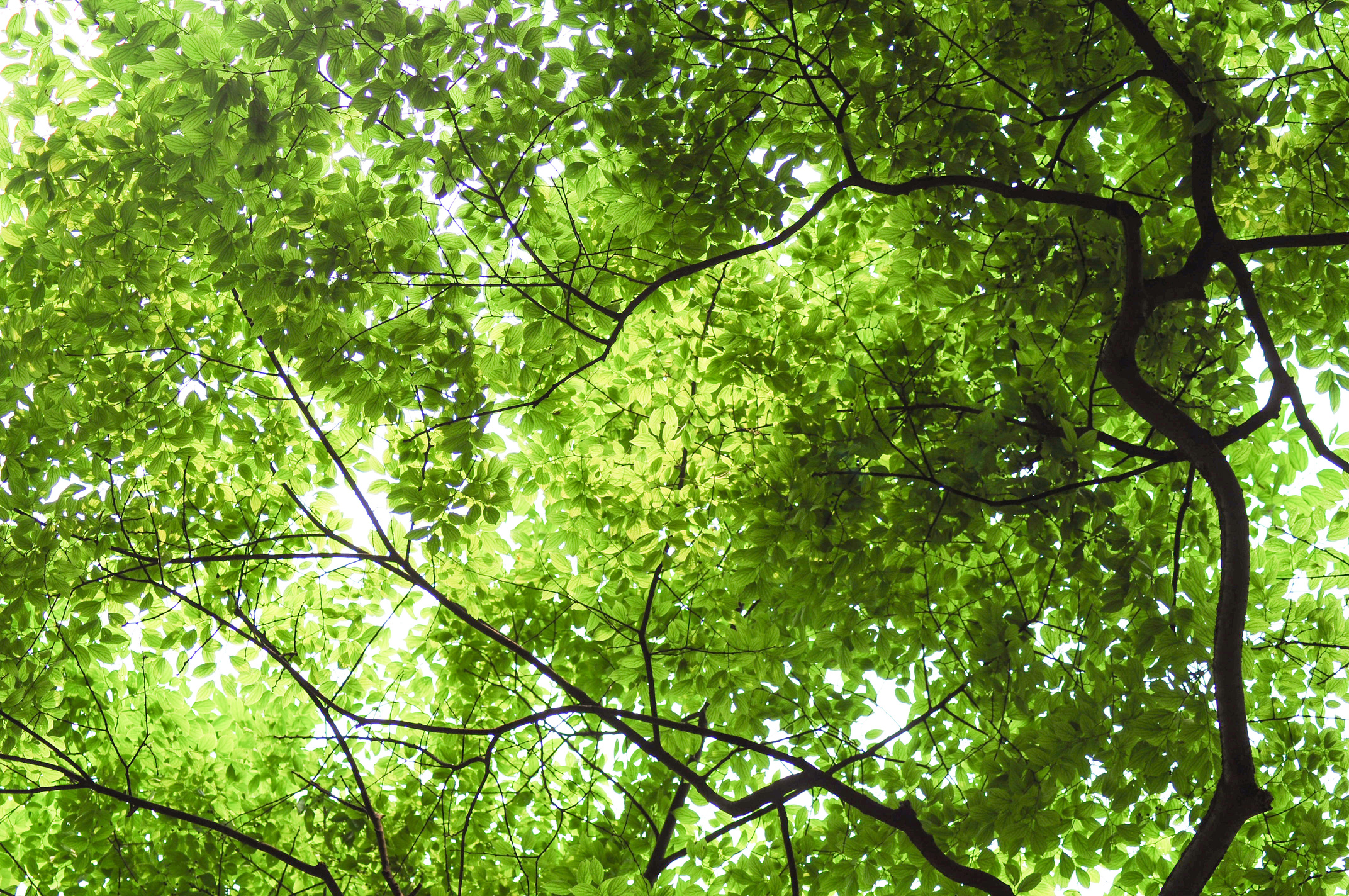 Low-Angle Shot of Tree Branches and Green Leaves