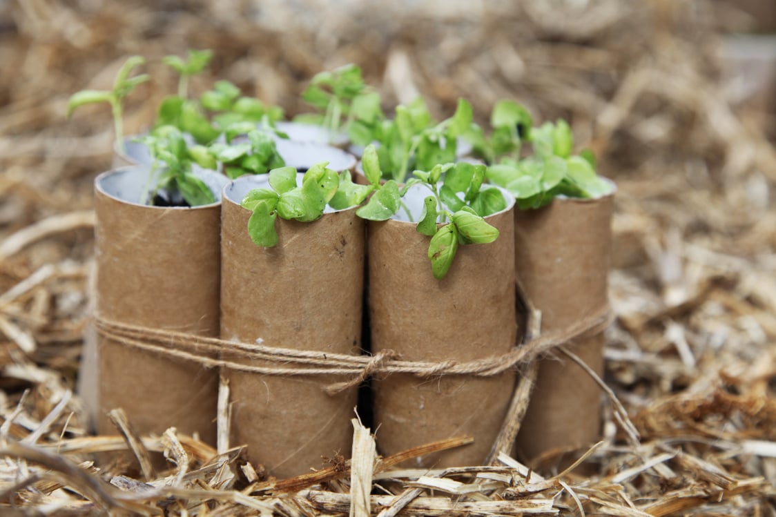 Recycled seedling pots